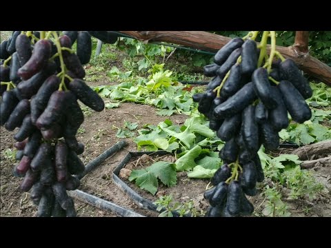 Видео: Виноград  АВАТАР 🍇👍🤠  Деякі рекомендації.