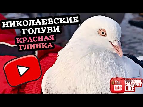 Видео: Николаевские голуби Красная Глинка 2025 🇷🇺