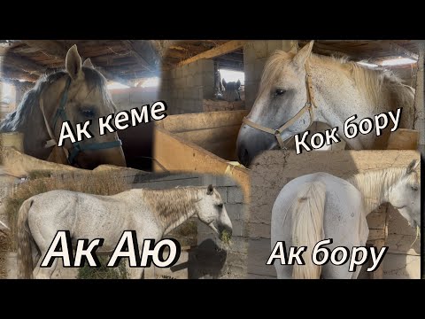 Видео: Жанторо93 Тун Аттары баалары 1 сентября 2025 г.