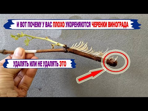 Видео: 🍇 Без ЭТОГО УКОРЕНЕНИЕ ВИНОГРАДА ХУЖЕ! Вот ЗАЧЕМ ослепляют НИЖНИЙ глазок при укоренении черенков.