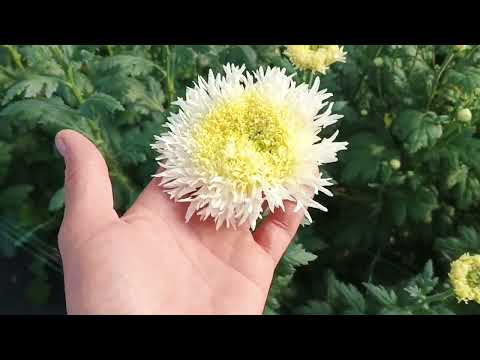 Видео: Обзор Хризантемы на 16.08.23 и ошибка на десятки тысяч.