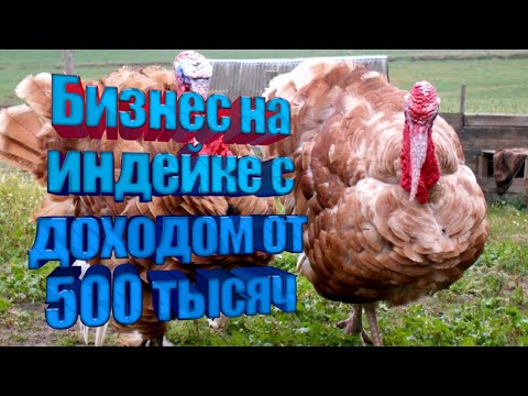 Видео: Бизнес на Индейке.Доход от 500 тыс. Бизнес план.