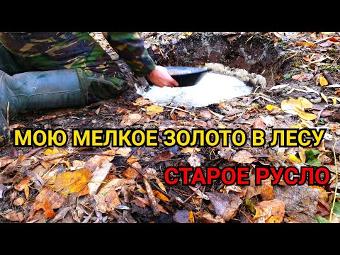Видео: ЗОЛОТО ИЗ ПЕСКА В СТАРОМ РУСЛЕ