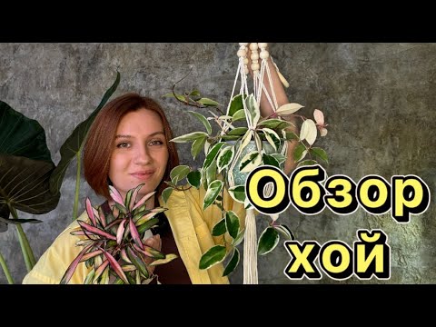 Видео: Обзор коллекции | Хойи | Часть 2