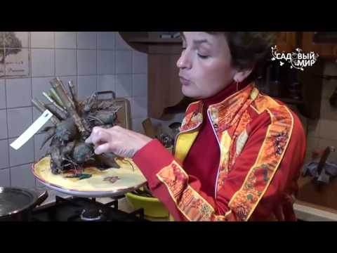 Видео: Как хранить георгины. Как парафинировать клубни
