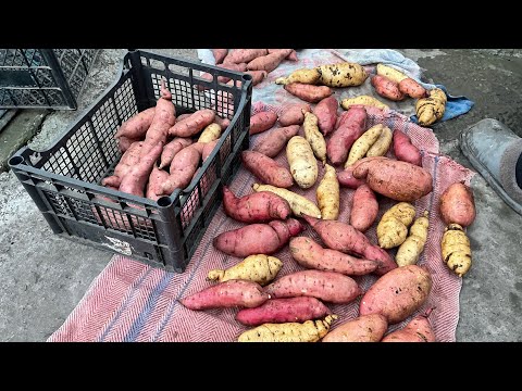 Видео: Готуємо батат до зимівлі | як ми зберігаємо батат зимою | 4 листопада 2025 