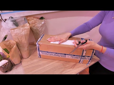 Видео: Посылка с НОВЫМИ ОРХИДЕЯМИ. КРУПНОЦВЕТКОВЫЕ!