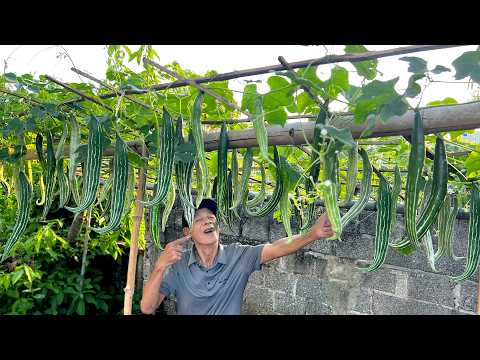 Видео: Супер простые советы по выращиванию змеиной тыквы дома — она полна фруктов, вам понравится!