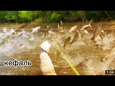 Видео: slingshot fishing  Рыбалка на рогатку. Настрелял крупную кефаль #slingshotfishing