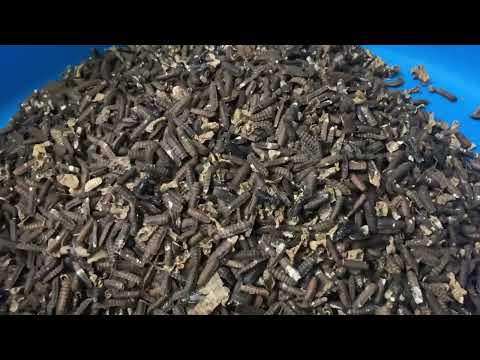 Видео: Чёрная Львинка озолотила меня 🥰