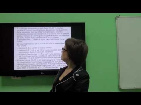 Видео: Козина Е.А. Кормление лактирующих коров