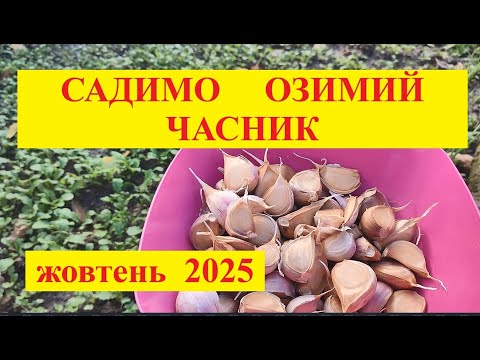 Видео: ВСТИГНІТЬ ПОСАДИТИ ОЗИМИЙ ЧАСНИК!!!  ДІЛИМОСЬ СЕКРЕТАМИ ПОСАДКИ
