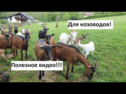 Видео: Доим козу без запуска // Молочный камень// Козел съел пакет