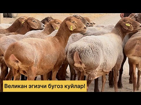 Видео: Великан бугоз эгизчи куйлар! 971500095☎️ 883100698☎️