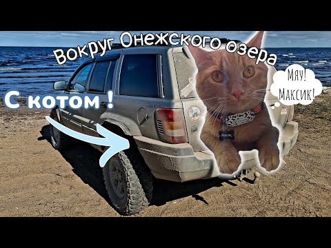 Видео: Вокруг Онежского озера с бесстыжим рыжим котом на Jeep Grand Cherokee
