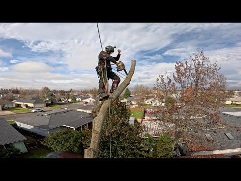 Видео: Пошаговое удаление деревьев на заднем дворе