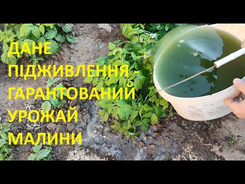 Видео: 5 ВАЖЛИВИХ  ПРАВИЛ  ДОГЛЯДУ  ЗА  МАЛИНОЮ  І  УРОЖАЙ    ГАРАНТОВАНИЙ
