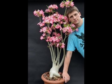 Видео: Формирование каудекса и обрезка