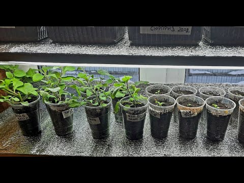 Видео: Простейшая и Бюджетная Идея под Рассаду ! Под какими лампами Вырастет Крепкая Рассада?