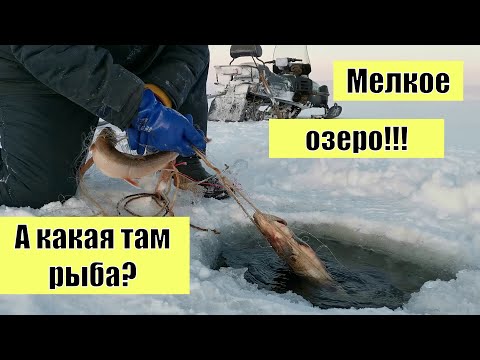 Видео: Проверка сети на мелком озере!!!