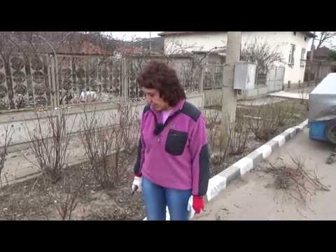 Видео: Пролетна резидба на чаено-хибридни рози