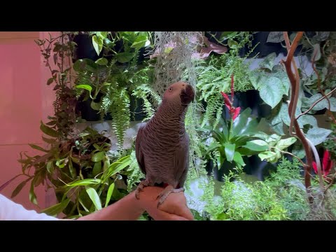 Видео: Изменения зелёной стены спустя год. Попугаи и растения. #plants  #garden  #попугаиирастения