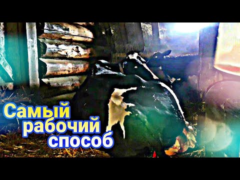 Видео: Как определить начало отёла у коровы? Способ рабочий на 100%.