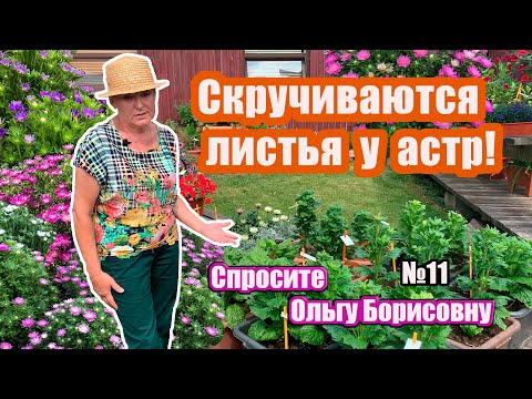 Видео: Скручиваются листья у астр! Что делать? Спросите Ольгу Борисовну.