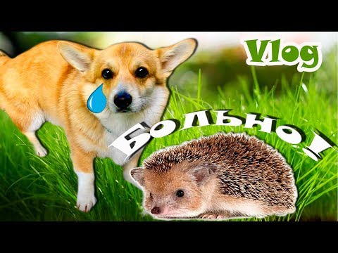 Видео: VLOG: Ёжик обидел Таффи/Купили медведя