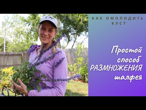 Видео: Он меня удивил! Роскошный шалфей - способ размножения отводками.