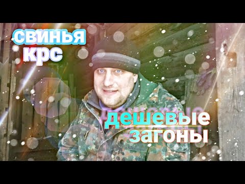Видео: Самые Дешевые и Простые загоны для Свиней или КРС В ДЕРЕВНЕ