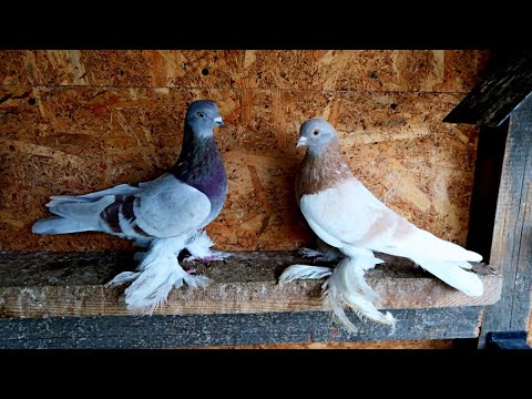 Видео: Убираю всех голубей! Оставляю только 4 пары