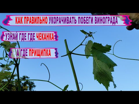 Видео: 🍇Никогда ТАК НЕ ЧЕКАНЬТЕ И НЕ ПРИЩИПЫВАЙТЕ виноград! В чем разница между чеканкой и прищипкой.