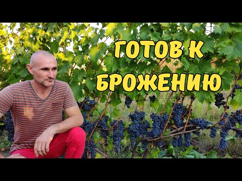 Видео: Созревший винный виноград: Ркацители, Гурзуфский розовый, Ливадийский черный