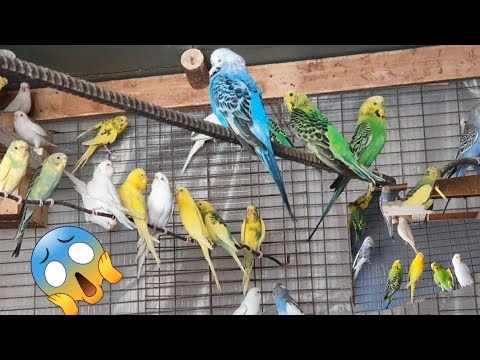 Видео: попугай бокиш ва купайтириш