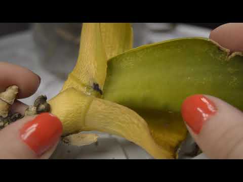 Видео: Реанимация орхидеи. Срочная помощь орхидеи без точки роста. Лечение орхидеи без листьев во мхе.