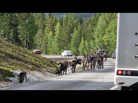 Видео: Путешествие по Скандинавии  Часть 2  – Йоккмокк и северные олени.