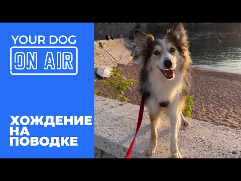 Видео: Собака тянет на поводке 🎙️ разбираем реальные ошибки