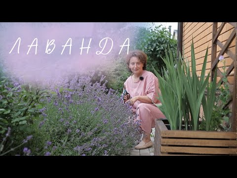 Видео: Лаванда I Сад Людмилы Кудасовой