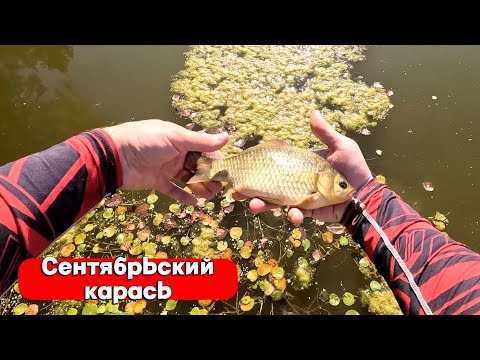 Видео: ПОКЛЕВКИ ОДНА ЗА ОДНОЙ! КАРАСЬ НА СПИННИНГ! МОРМЫШИНГ В СЕНТЯБРЕ! РЫБАЛКА 2024