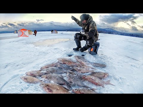 Видео: ТАКОЙ РЫБАЛКИ У МЕНЯ ЕЩЁ НЕ БЫЛО! БЕЗМОТЫЛКА РУЛИТ