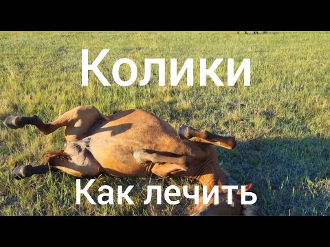 Видео: КОЛИКИ У ЛОШАДИ. Лечение методом кочевников. Тайға өлі тиді