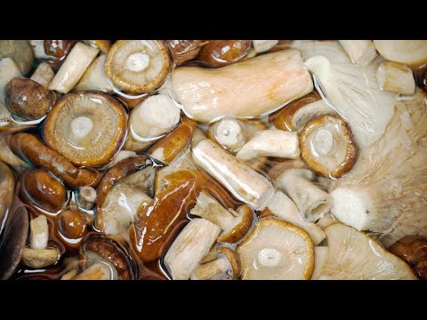 Видео: Соление Грибов ...Холодный способ( Cоление рядовки)