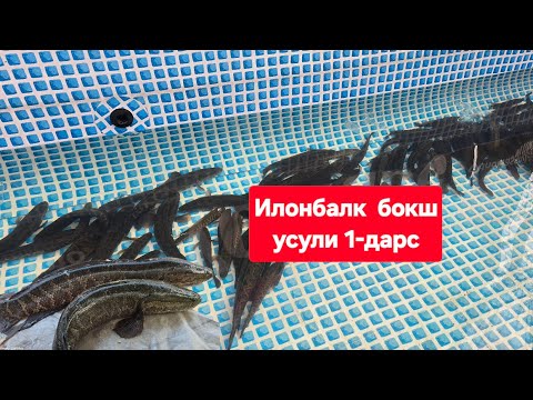 Видео: Уй шаройитида Илонбалк бокиш усули 2025 йил
