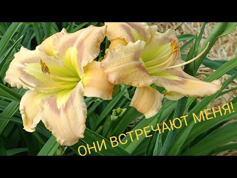 Видео: Лилейники и не только. Собираюсь на прогулку. Приглашаю!