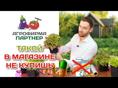 Видео: Такой в магазине не купишь! Как вырастить шикарный салат дома #зимнийогород #витамины
