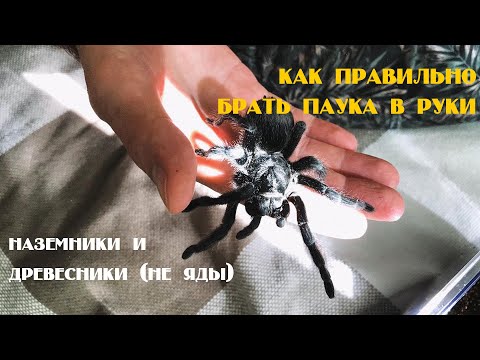 Видео: Как брать паука-птицееда в руки. Тренируемся на наземных и древесных видах