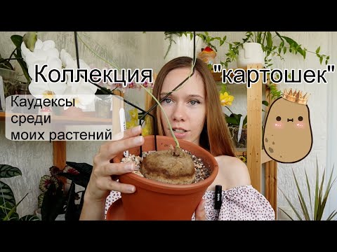 Видео: Каудексные растения в коллекции | Картошки - стефания, диоскорея, филлантус и тд