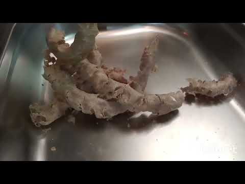 Видео: Масло холодного отжима.