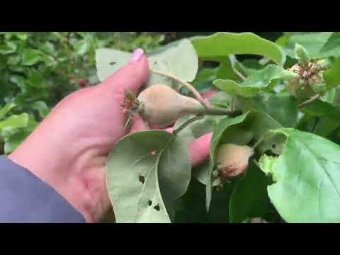 Видео: Обзор сада конец мая 25